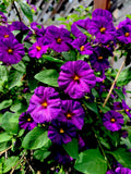 Lycianthes rantonnetii Kangaroo Apple Live Perennial Plant, 6 to 8 Inch Tall, Green Foliage, Indoor/Outdoor Garden