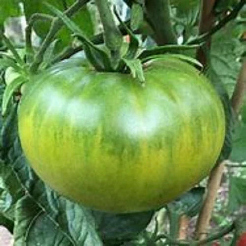 Aunt Ruby's German Green Tomato Seeds - 25 Seeds - Heirloom Variety - Solanum lycopersicum