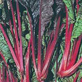 Swiss Chard Seeds - 500 Heirloom Ruby Red Non-GMO Seeds - Beta vulgaris subsp. cicla