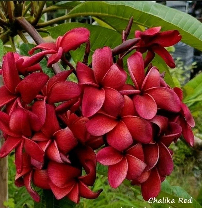 Plumeria Plant 2.5 Inch Pot Red Plumeria CHAliKA Rooted (Plumeria spp.)
