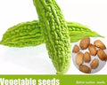 Bitter Melon Seeds 50+ Pack, Balsam Pear, Ku Gua, Foo Gwah, Kho Qua, Momordica charantia 2023