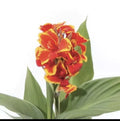 Canna Cannova Red Gold Flame Live Plant Plugs - Tropical Perennial Garden Planters