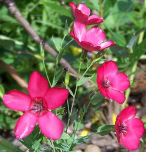 240 Seeds - Scarlet Flax, Drought Tolerant, Red Flower Seeds, Linum usitatissimum - GroCo USA, Buy 15, Ships Free