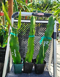 Rooted Dragon Fruit Cuttings - 12-16 inches - 20+ Varieties - Hylocereus spp.