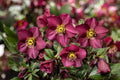 Ice N Roses Hellebore Plants - Perennial Flowering Plant - Winter Bloomer - Helleborus x hybridus
