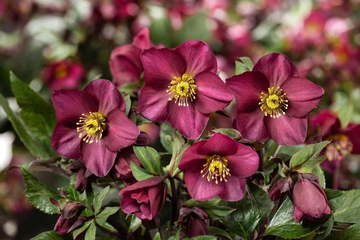 Ice N Roses Hellebore Plants - Perennial Flowering Plant - Winter Bloomer - Helleborus x hybridus