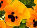 200+ Orange Blotch Pansy Seeds | Inspire Plus Variety | Viola Plants for Garden