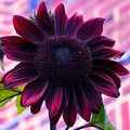 Purple Chocolate Cherry Sunflower Seeds - 25 Non-GMO Heirloom Seeds for Planting - Helianthus annuus