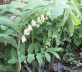 Wild Solomon's Seal Plant Bare Root 10-Pack Polygonatum Biflorum Transplant