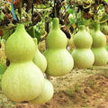 Birdhouse Bottle Gourd Seeds - 20+ Count - Hard Shelled Gourd Seeds - Lagenaria siceraria for 2025 Planting