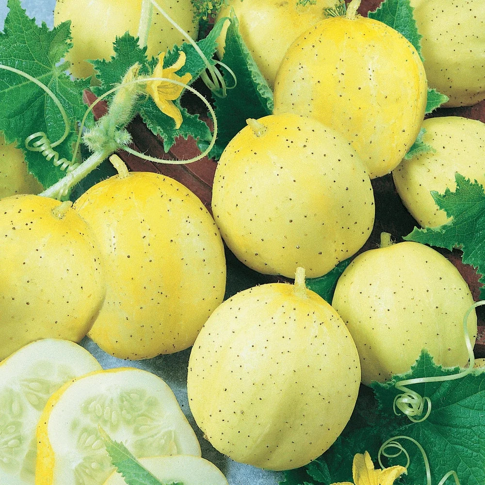 Lemon Cucumber Seeds 60+ Heirloom NON-GMO Vegetable Garden Seeds Cucumis sativus - USA Free Shipping