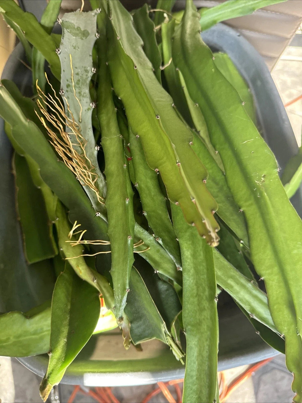 Dragon Fruit Cuttings 8-14 Inches | Hylocereus Undatus | Fresh Plant Propagation Supplies
