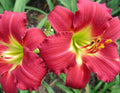 Daylily Plant - Awarded Ruby Red Stella - Hemerocallis - 1 Live Bare Root Flower Fan