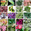 Cuttings Mix Surprise Box - 20+ Varieties - Assorted Succulents & Houseplants - Perfect for Plant Lovers & DIY Gardening