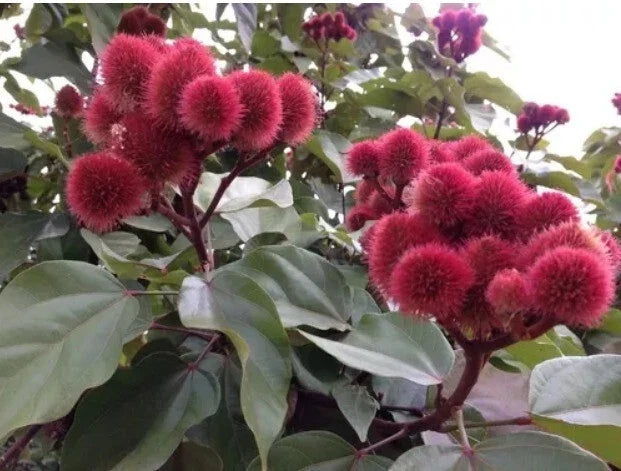 Annatto Seeds - 50+ Count for Gardening - Bixa orellana - Annato, Achille, Achiote Variety