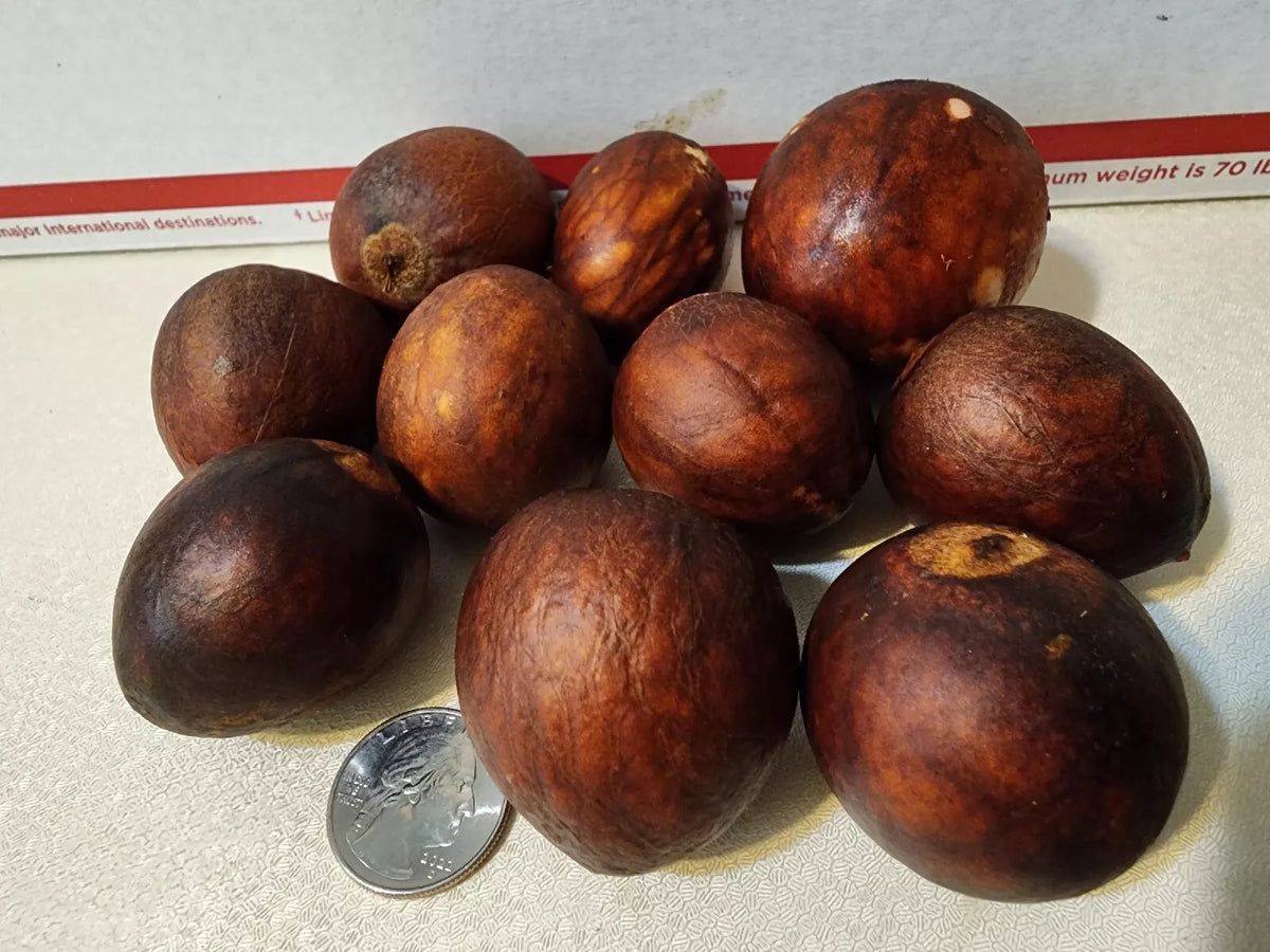 Avocado - 2 Seeds Persea americana