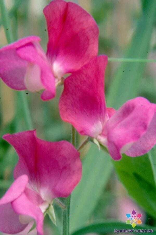 Prince Edward of York Sweet Pea Seeds - 50 Count - Heirloom Variety - Lathyrus odoratus - USA