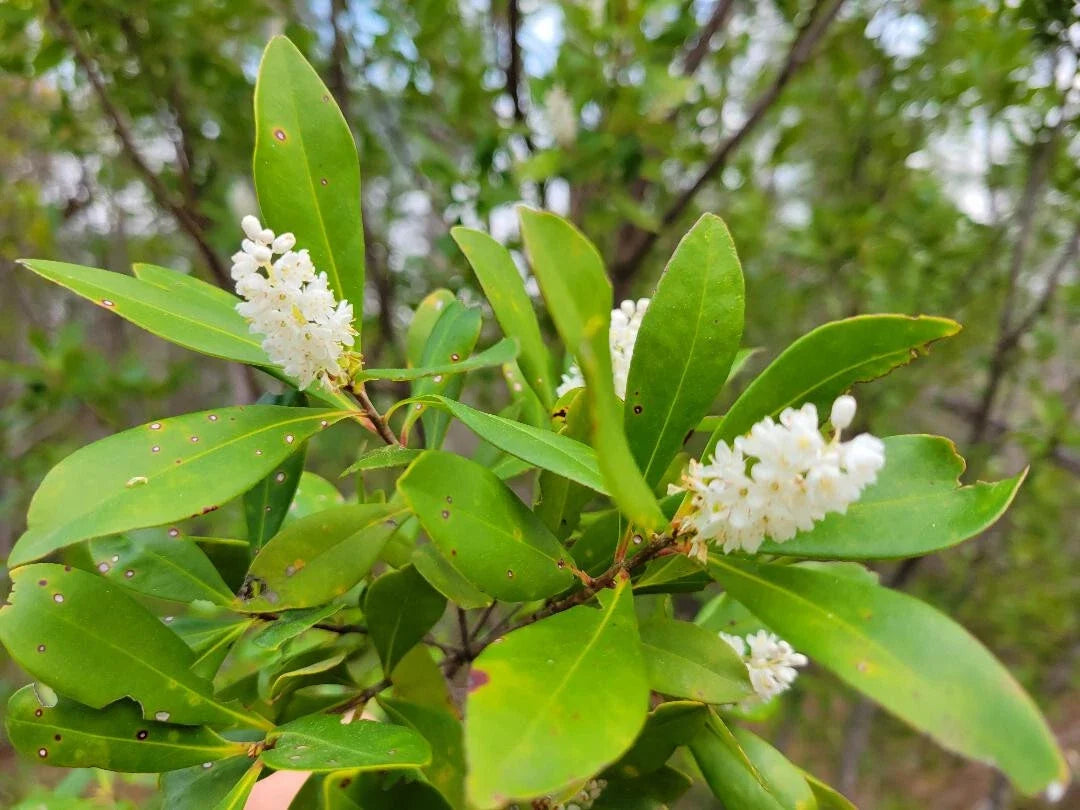 Buckwheat Titi Seeds | 25 Count | Rare Florida Native Tree | Cliftonia Monophylla