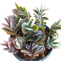 Kalanchoe Fedtschenkoi 'Majestic Scallops' Live Plant - 6 inches Bare Roots Succulent for Home Decor