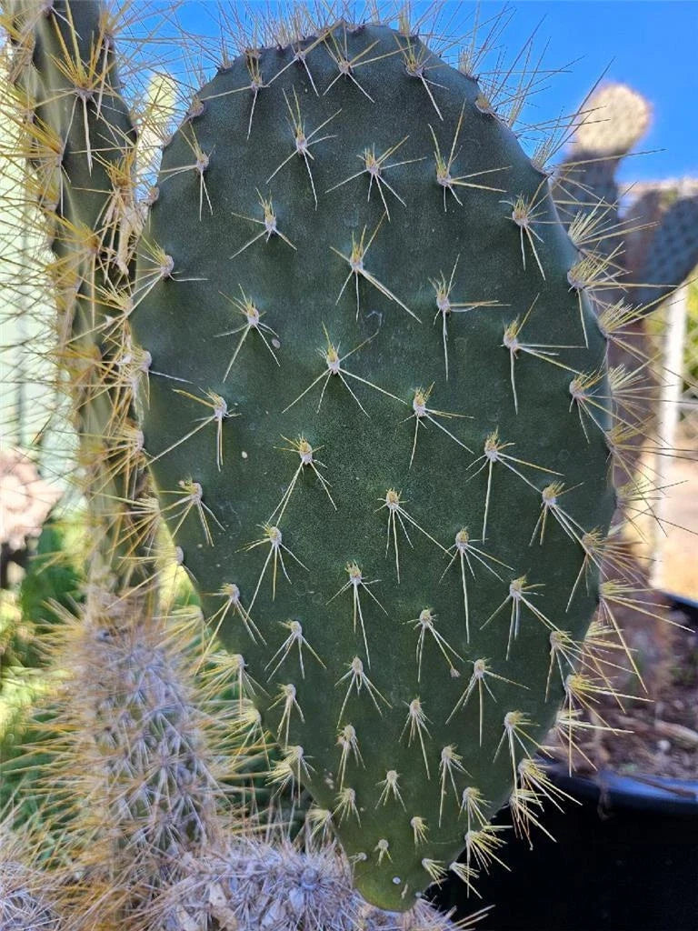 Opuntia Megasperma Var. Mesophytica Pad Cutting - Galapagos Prickly Pear Cactus for Planting and Propagation