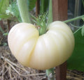Great White Tomato Seeds - 30+ Heirloom Organic NON-GMO Beefsteak Variety - Rare Gardening Seeds