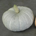 Silver Moon Pumpkin Seeds - 10 Organic Seeds - Cucurbita pepo - USA Grown, Free Shipping