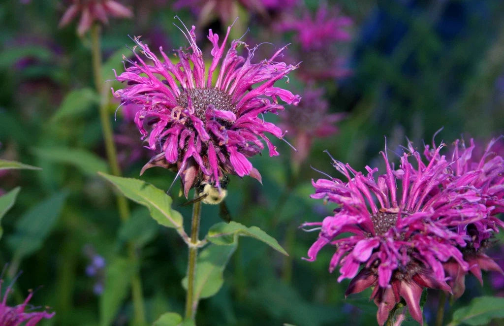 460 Seeds Beebalm Purple Bee Balm Monarda didyma - Native Perennial Flower Seeds for Pollinator Gardens