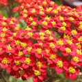 Red Yarrow Seeds | Non-GMO | Achillea millefolium | Garden Flower Seeds for Planting