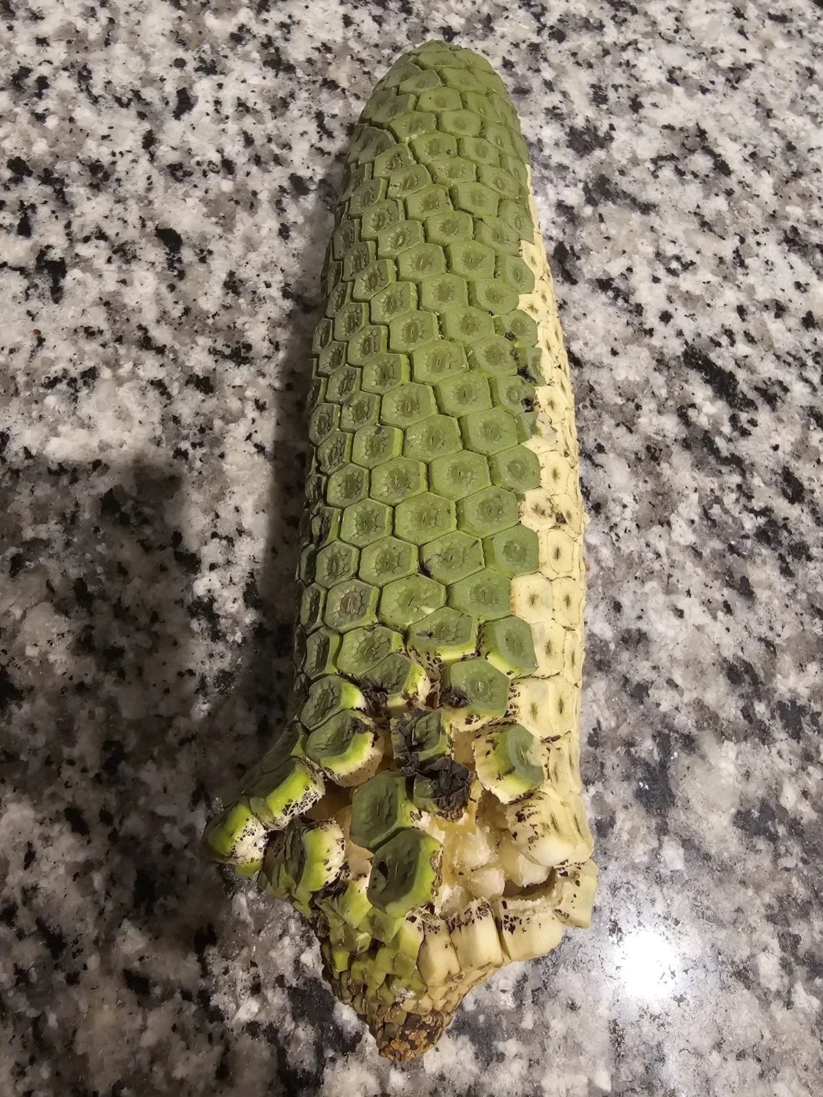 Rare Monstera Deliciosa Fresh Tropical Fruit, Pineapple-Banana Flavor, Unique Exotic Edible Plant, Monstera deliciosa
