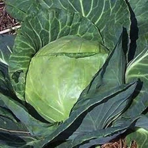 Late Flat Dutch Cabbage Seeds - 200+ Heirloom Non-GMO Fresh Seeds - Brassica oleracea