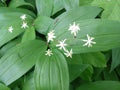 5 Star-Flowered Lily of the Valley Live Plants - Bare Root Rhizomes - Convallaria majalis - Wildflowers for Garden