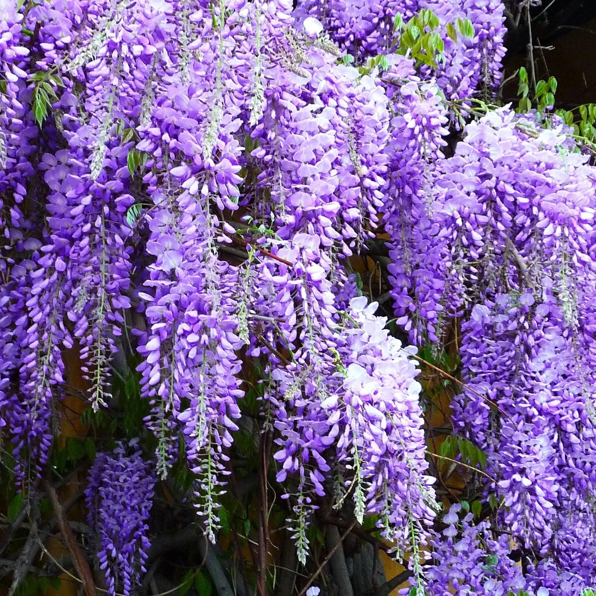 Blue Chinese Wisteria Seeds - Climbing Wisteria Sinensis for 2025 Planting