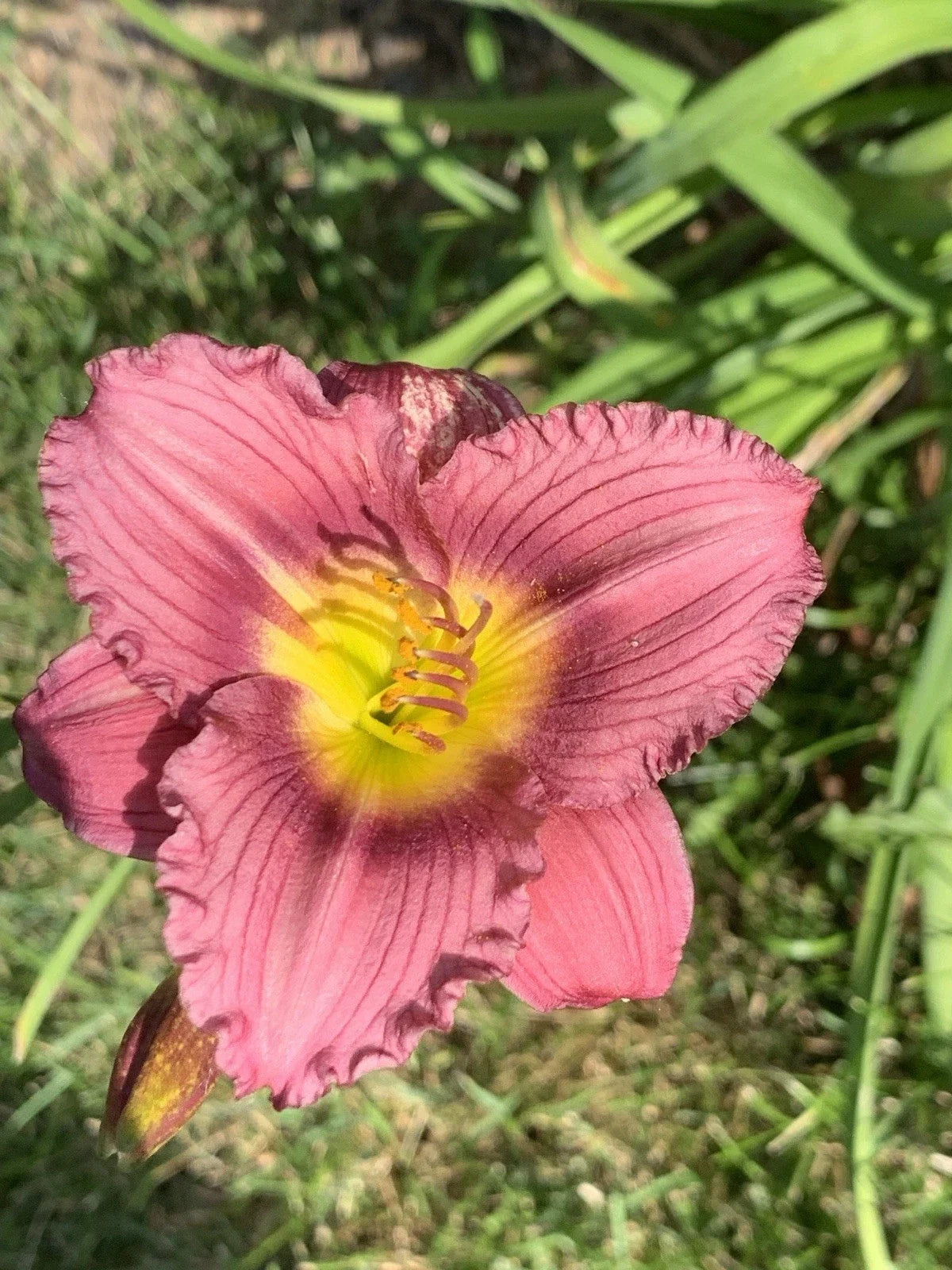 Bare Root Daylily Starter Plant - Purple Red Pink De Oro - Hemerocallis 'De Oro' - 1pc Rooted Plant