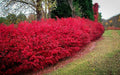Burning Bush Cuttings Set of 12 Unrooted 6-8 Inches Euonymus alatus
