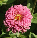 Zinnia Seeds - 25 Non-GMO Luminosa Pink Huge Blooms for Butterflies & Hummingbirds - Zinnia elegans