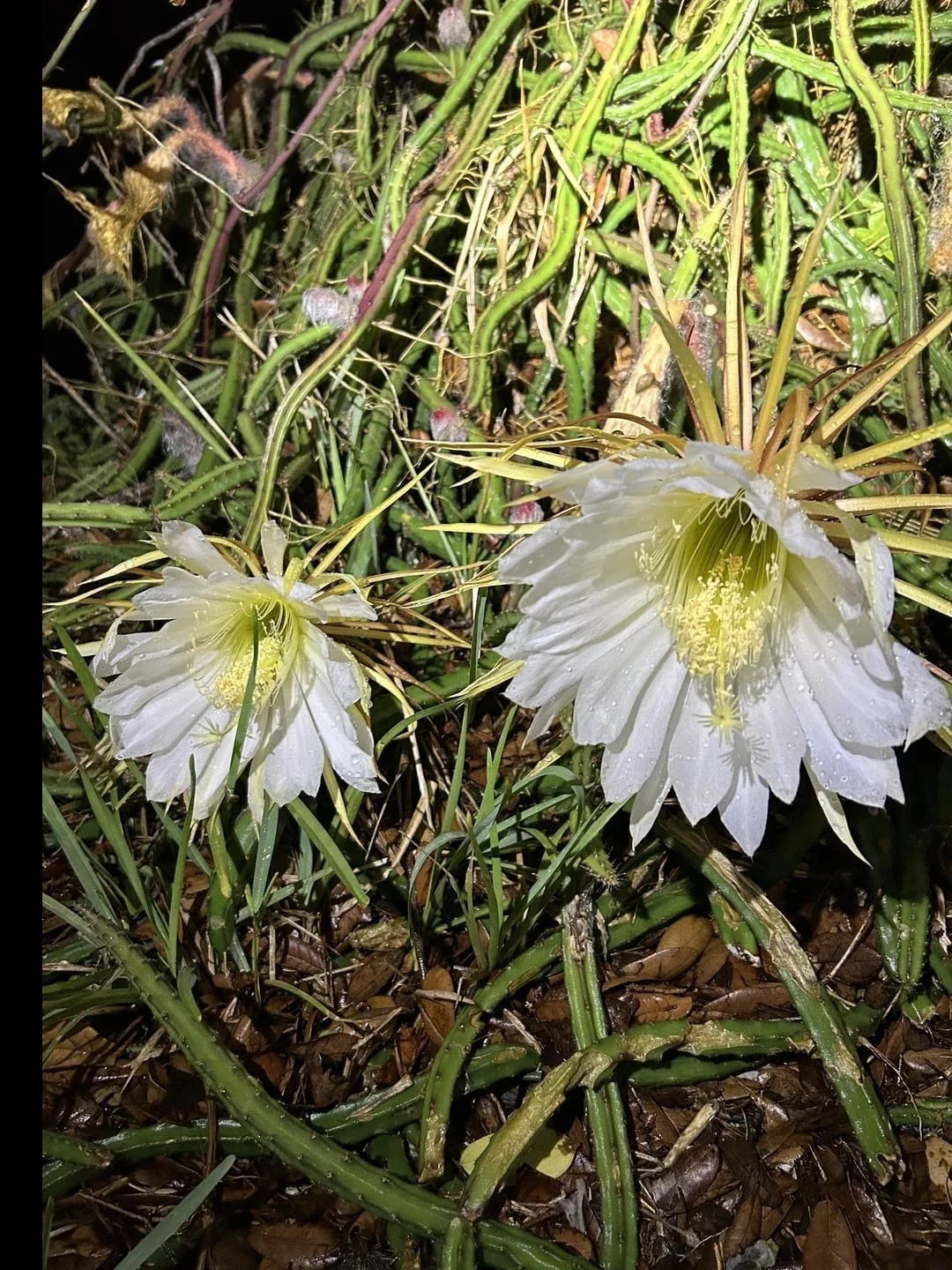 Queen of the Night Blooming Cactus Plant - Rooted Cereus Selenicereus Grandiflorus - Unique Night-Blooming Succulent Gift