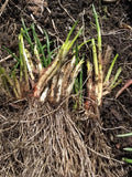Chives Bulbs 100+ Deer Resistant Purple Flower Herb Allium Schoenoprasum Organic Vermont Raised Beds