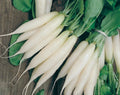 White Icicle Radish Seeds - 200+ Heirloom Organic NON-GMO - Fresh Rare Variety - Raphanus sativus