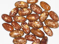 Topcrop Bush Bean Seeds 100+ - Phaseolus vulgaris - Non-GMO Vegetable Seeds for Home Garden Planting