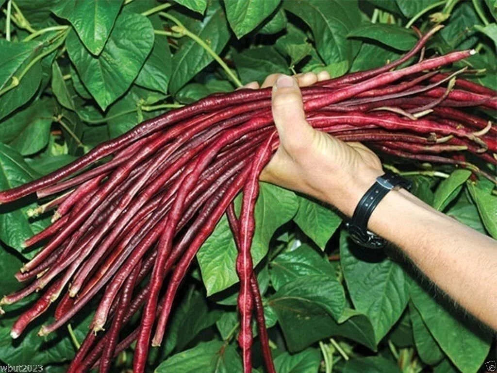 Red Yard Long Bean Seeds - 20 Seeds - Asparagus Bean | Snake Bean - Phaseolus coccineus