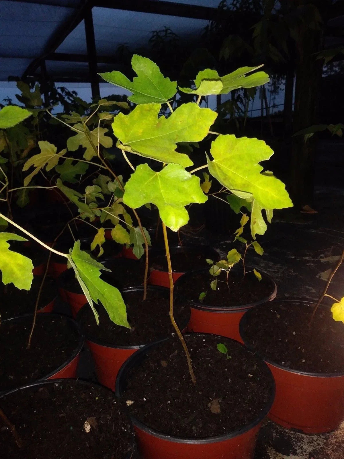 Ficus Brown Turkey Fig Tree Plant 3-8 Inches Cold Hardy Edible Ficus carica