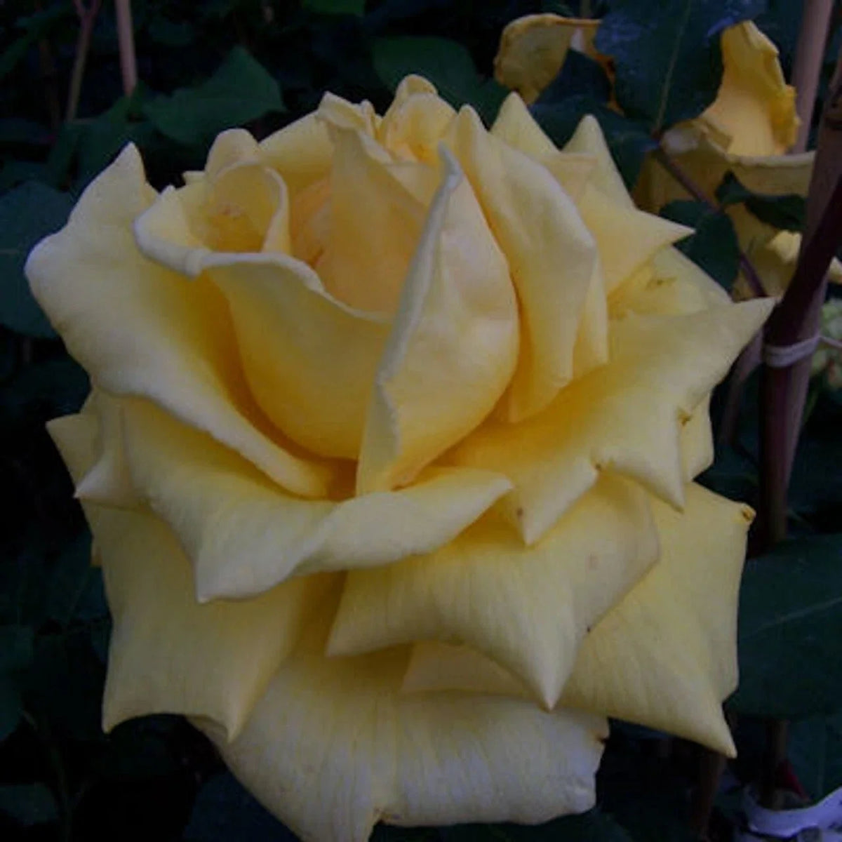 Climbing Rose Plant 2-Year-Old Royal Gold Everblooming Yellow Rosa 'Royal Gold'