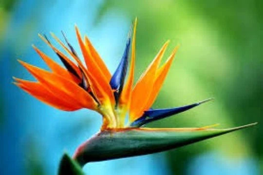Bird of Paradise Seeds, 5 Seeds, Strelitzia Reginae, Tropical Plant, Exotic Flower, Rare Gardening Seeds