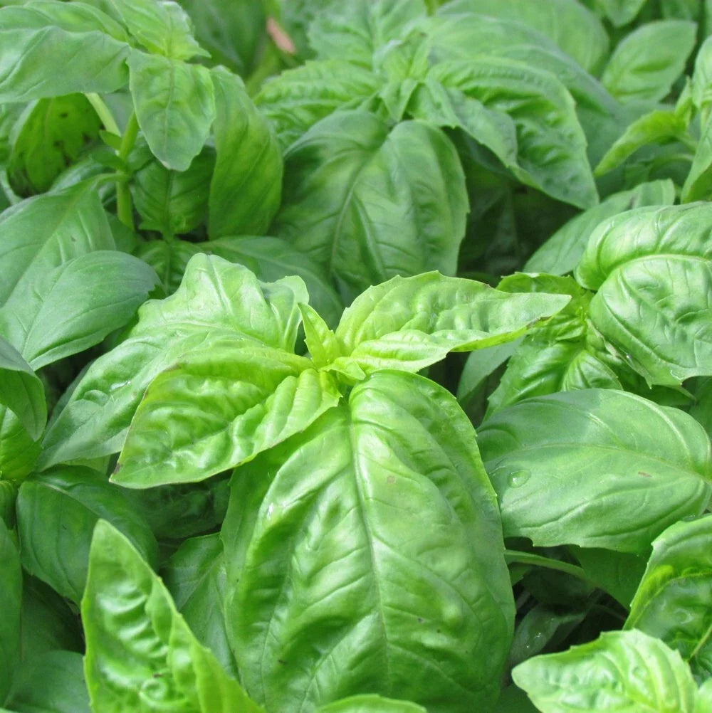 Italian Basil Seeds 200+ Non-GMO | Heirloom Culinary Herb for Fresh Garden | Ocimum basilicum