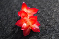 Christmas Cactus Starter Plant – Vista Sun Variety | Bright Healthy Indoor Houseplant