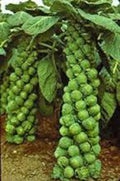 Brussel Sprout Seeds, 500 Count, Catskill Heirloom, Non-GMO, Organic Vegetable Seeds, Brassica oleracea var. gemmifera
