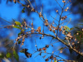 Chinese Elm Tree Seeds - 10 Count - Ulmus parvifolia - Perfect for Bonsai and Landscaping