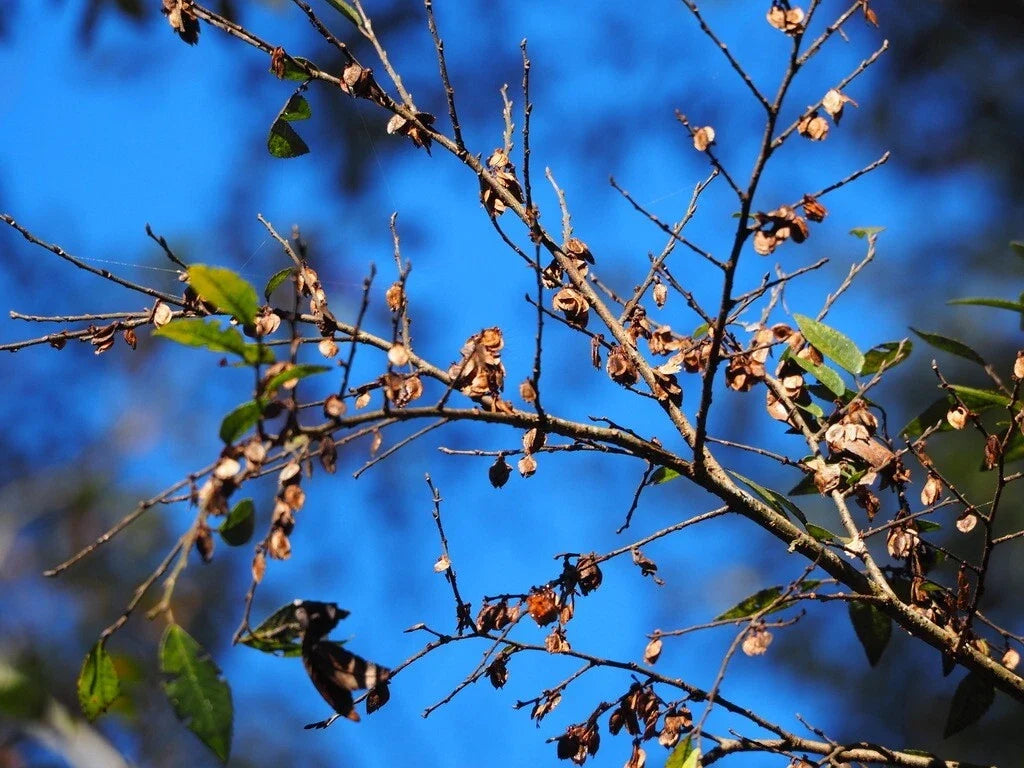 Chinese Elm Tree Seeds - 10 Count - Ulmus parvifolia - Perfect for Bonsai and Landscaping