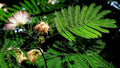 Mimosa Seeds - Persian Silk Tree Seeds - Albizia julibrissin - Fast-Growing Flowering Tree for Gardens and Landscaping