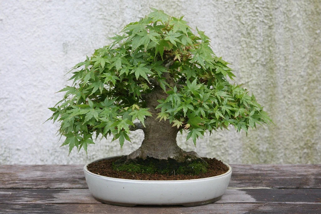 Japanese Maple Tree Seeds - 25 Seeds - Acer palmatum - Ornamental Tree - Hardy Shrub - Drought Tolerant